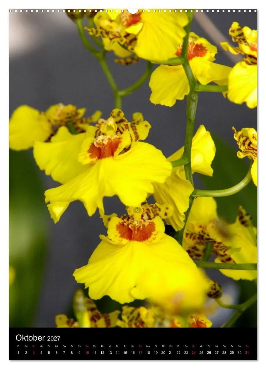Bild: 9783594228500 | Faszination Orchideen (hochwertiger Premium Wandkalender 2027 DIN...