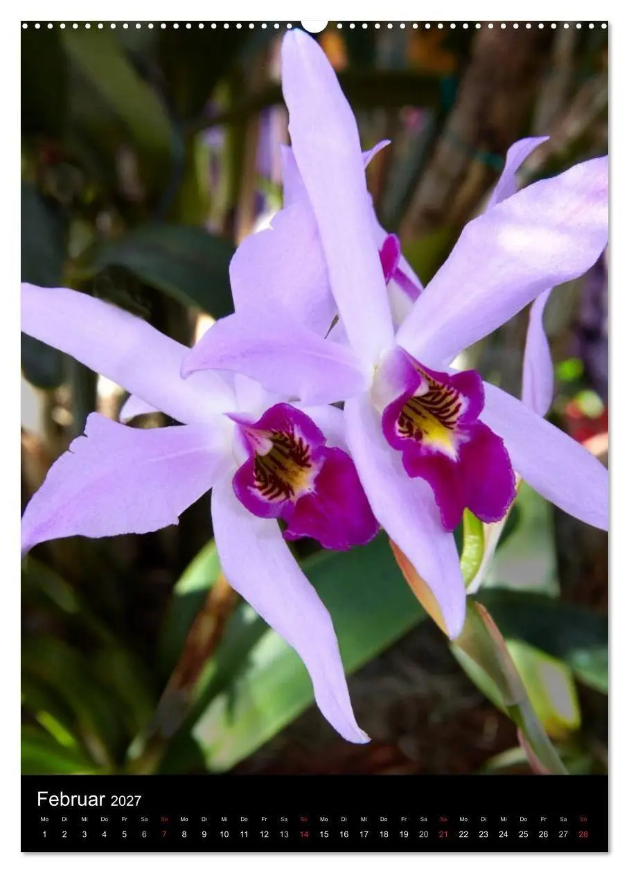 Bild: 9783594228500 | Faszination Orchideen (hochwertiger Premium Wandkalender 2027 DIN...