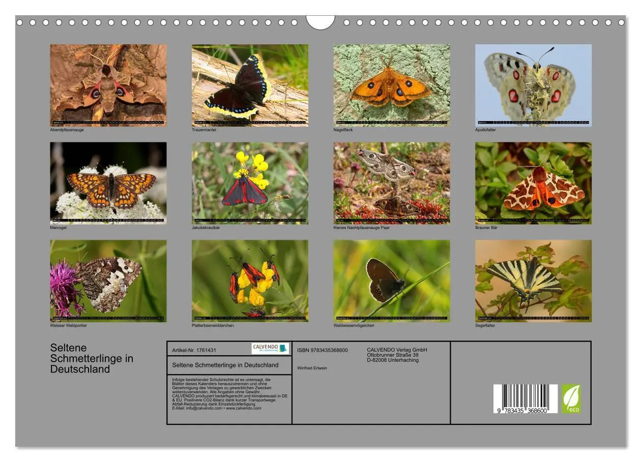 Bild: 9783435368600 | Seltene Schmetterlinge in Deutschland (Wandkalender 2025 DIN A3...