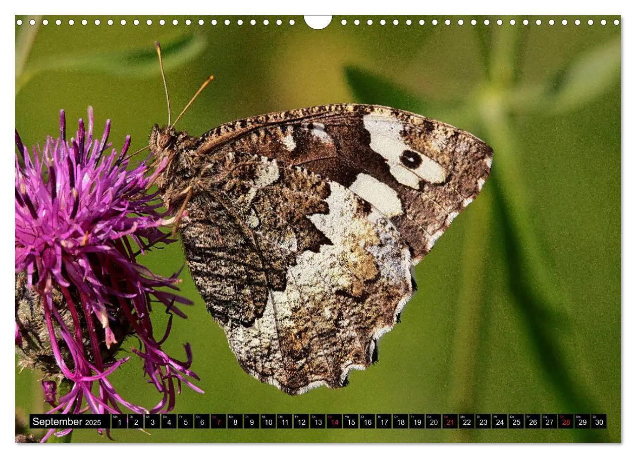 Bild: 9783435368600 | Seltene Schmetterlinge in Deutschland (Wandkalender 2025 DIN A3...