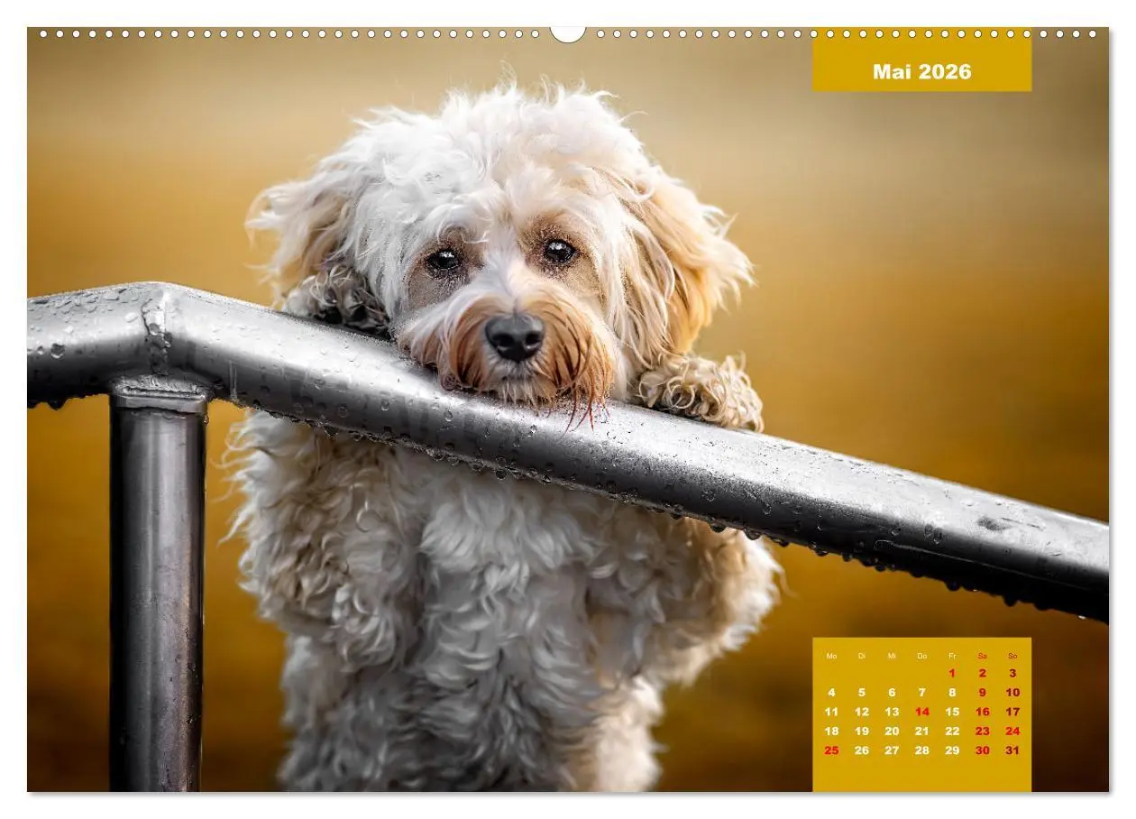 Bild: 9783457448700 | Rocket der Havaneser (hochwertiger Premium Wandkalender 2026 DIN A2...