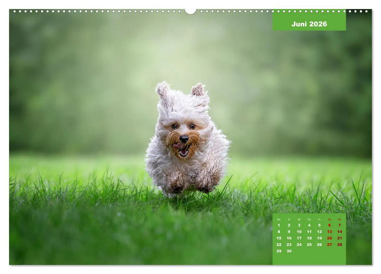 Bild: 9783457448700 | Rocket der Havaneser (hochwertiger Premium Wandkalender 2026 DIN A2...