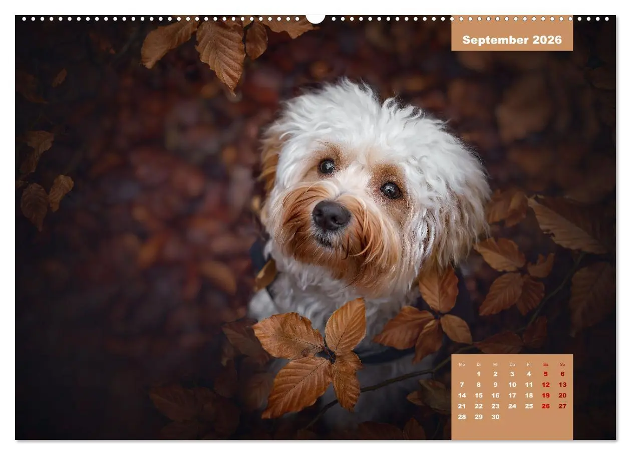 Bild: 9783457448700 | Rocket der Havaneser (hochwertiger Premium Wandkalender 2026 DIN A2...