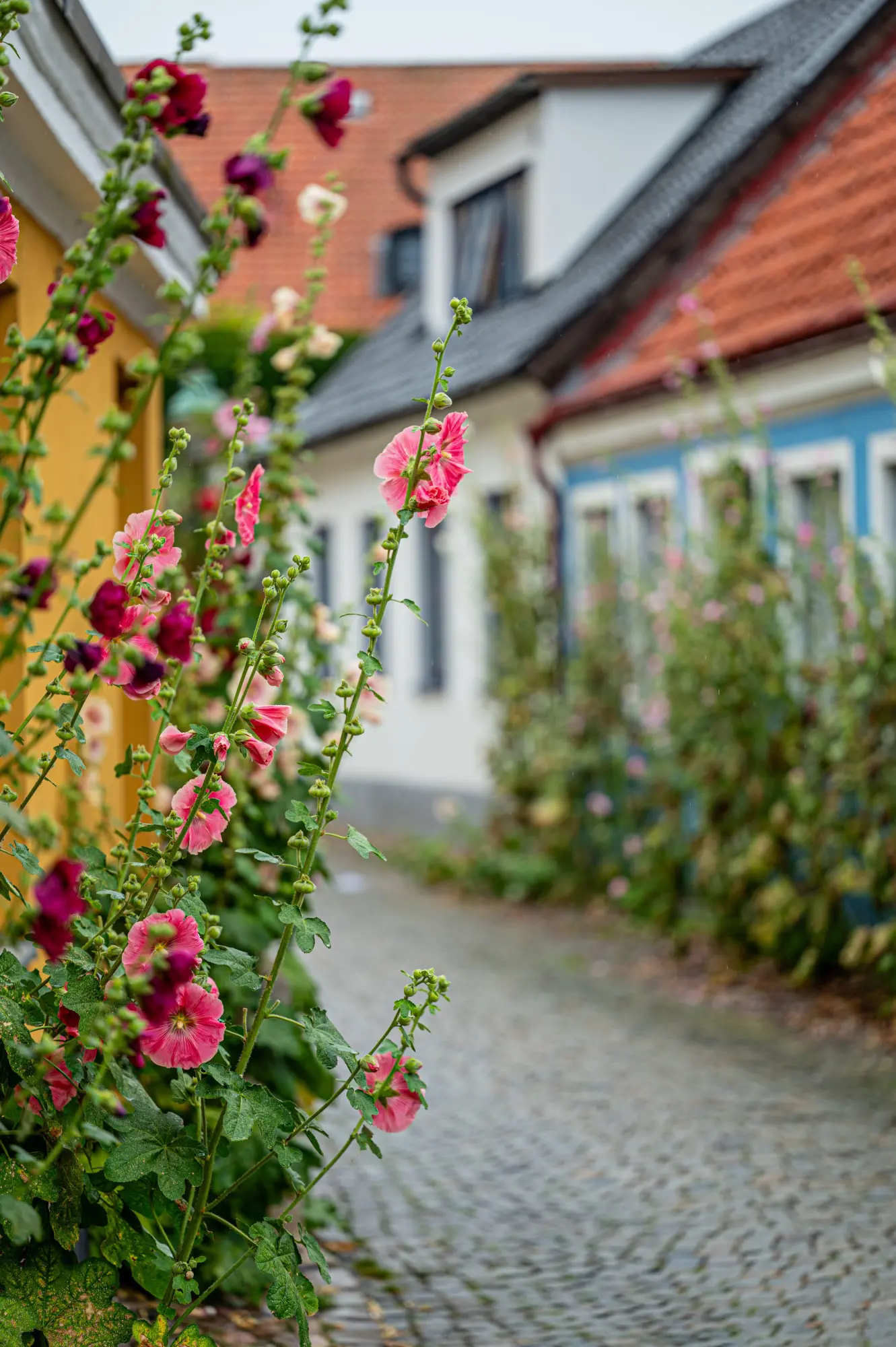 Bild: 9783959618700 | Skåne | Rezepte und Geschichten aus Südschweden | Gabriele Gugetzer