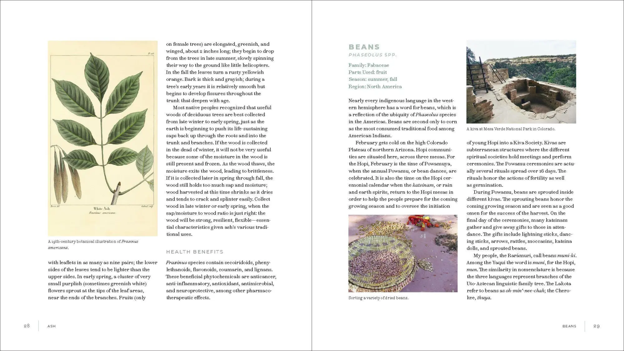 Bild: 9781604698800 | Iwigara | American Indian Ethnobotanical Traditions and Science | Buch