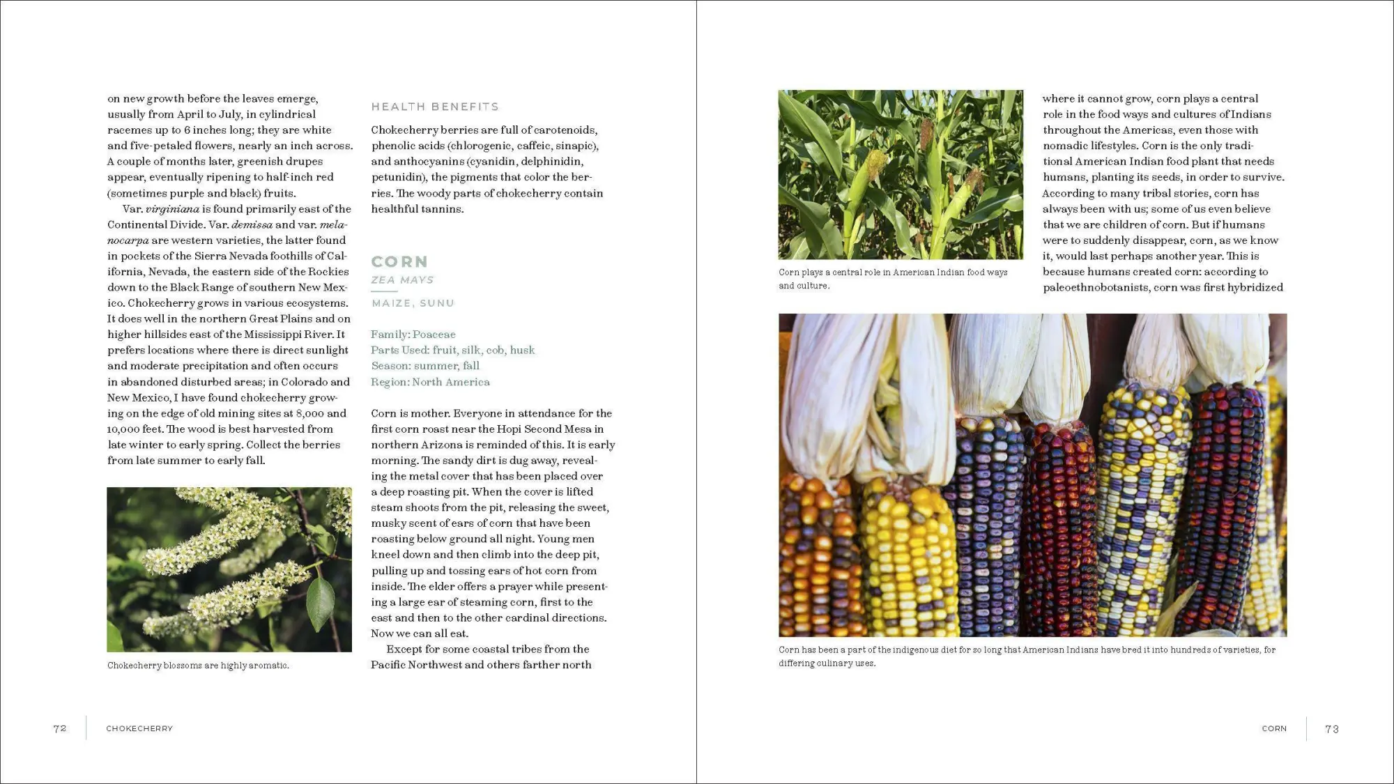 Bild: 9781604698800 | Iwigara | American Indian Ethnobotanical Traditions and Science | Buch