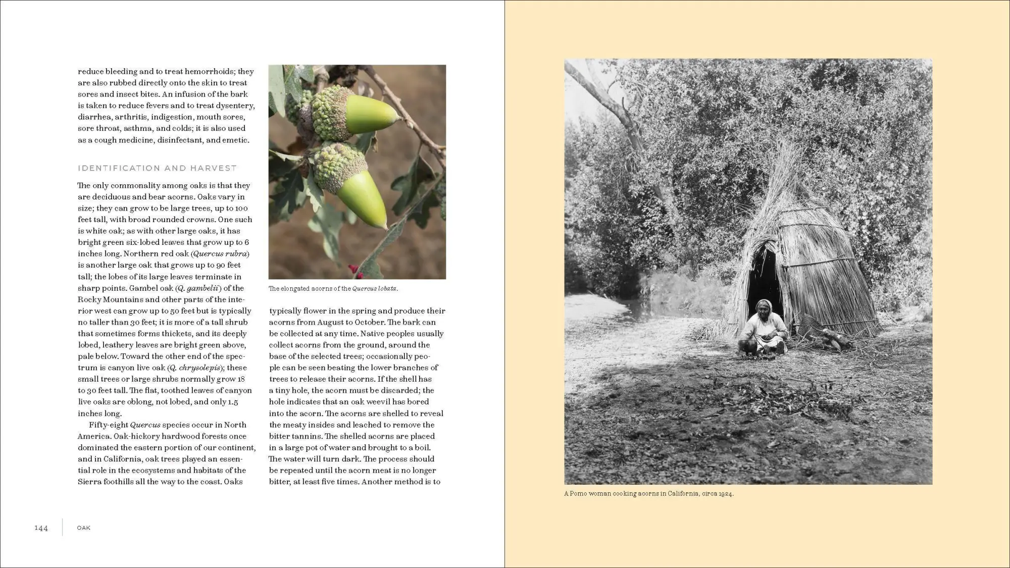 Bild: 9781604698800 | Iwigara | American Indian Ethnobotanical Traditions and Science | Buch