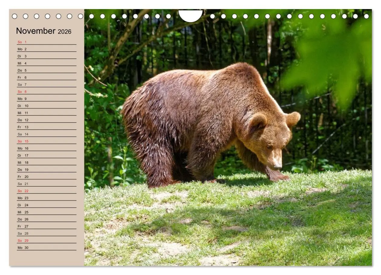 Bild: 9783457988800 | Bären. Unterwegs mit Meister Petz (Wandkalender 2026 DIN A4 quer),...