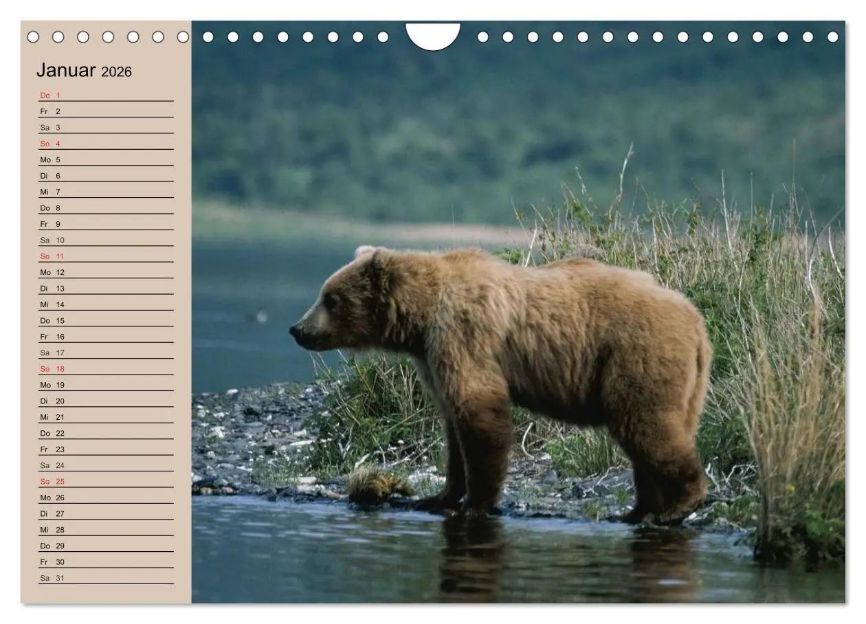 Bild: 9783457988800 | Bären. Unterwegs mit Meister Petz (Wandkalender 2026 DIN A4 quer),...