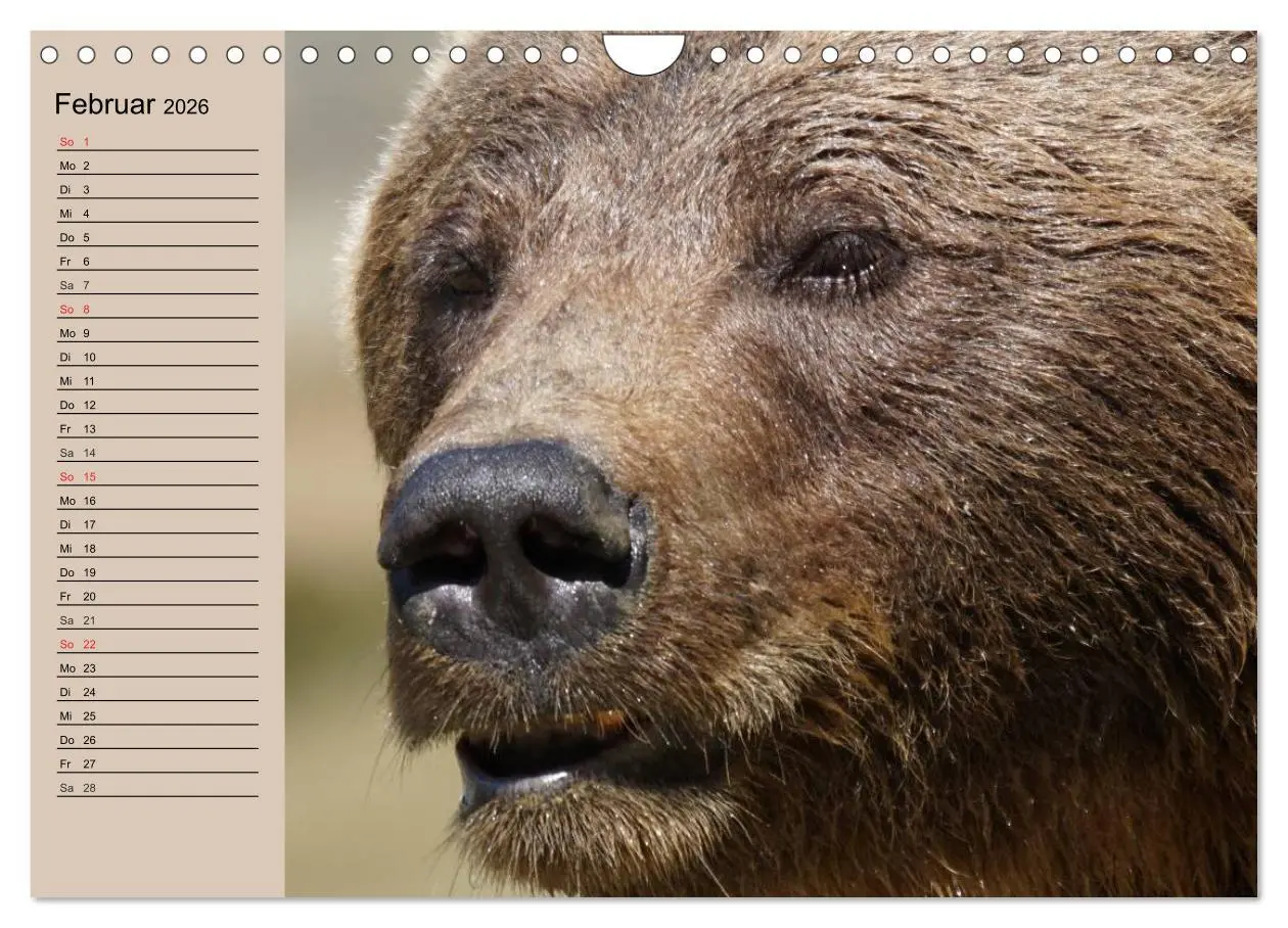 Bild: 9783457988800 | Bären. Unterwegs mit Meister Petz (Wandkalender 2026 DIN A4 quer),...