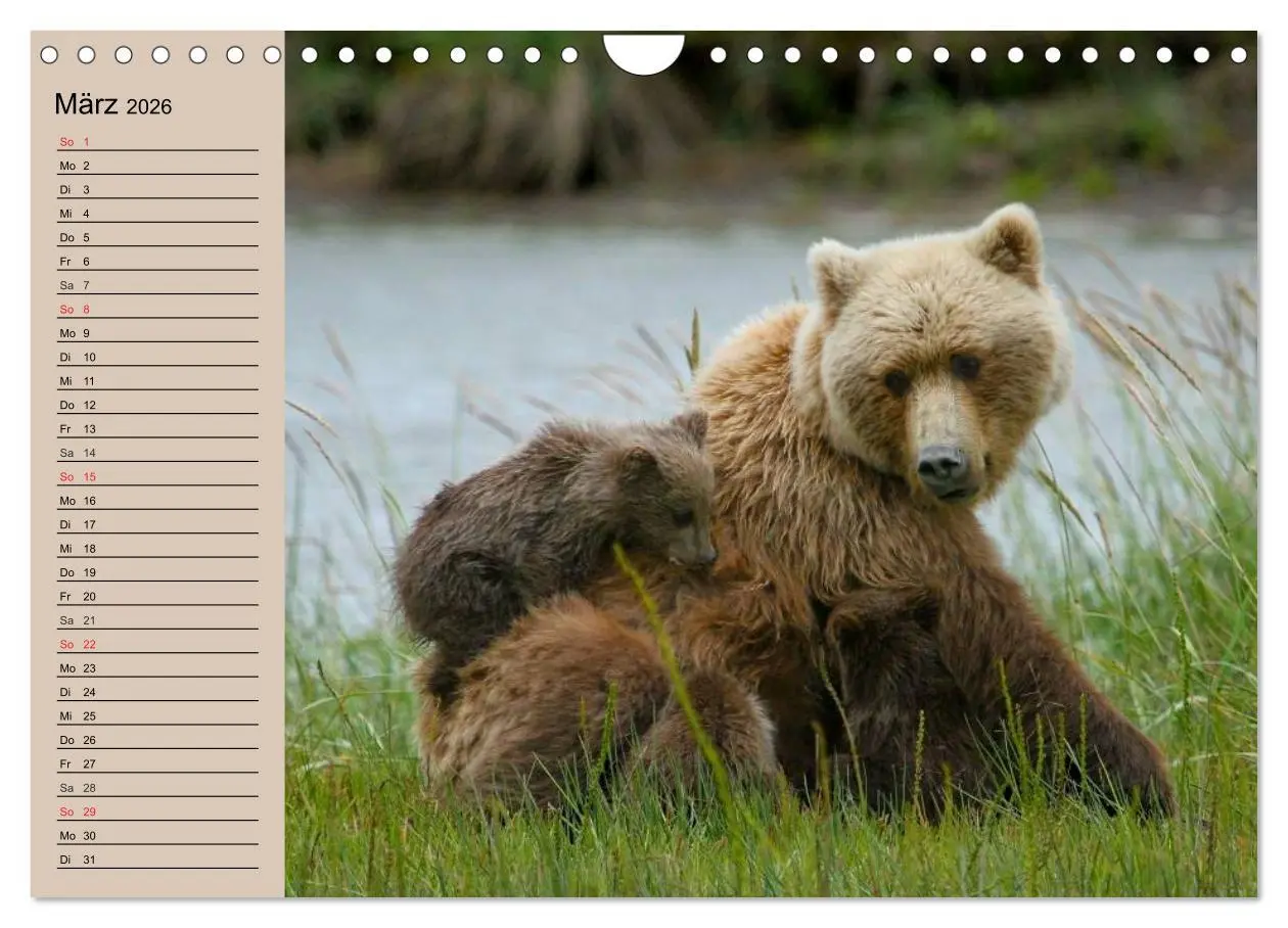 Bild: 9783457988800 | Bären. Unterwegs mit Meister Petz (Wandkalender 2026 DIN A4 quer),...
