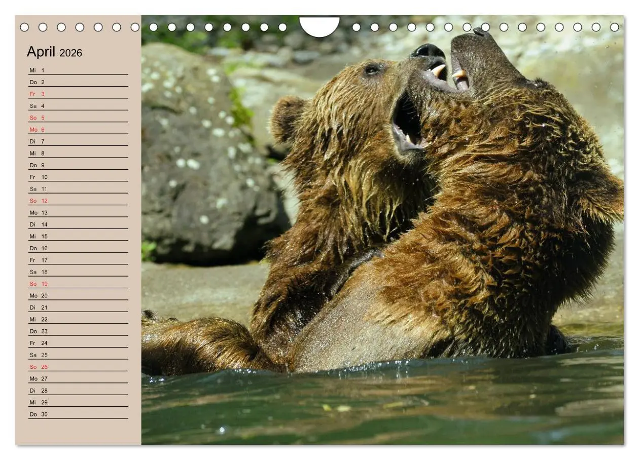 Bild: 9783457988800 | Bären. Unterwegs mit Meister Petz (Wandkalender 2026 DIN A4 quer),...