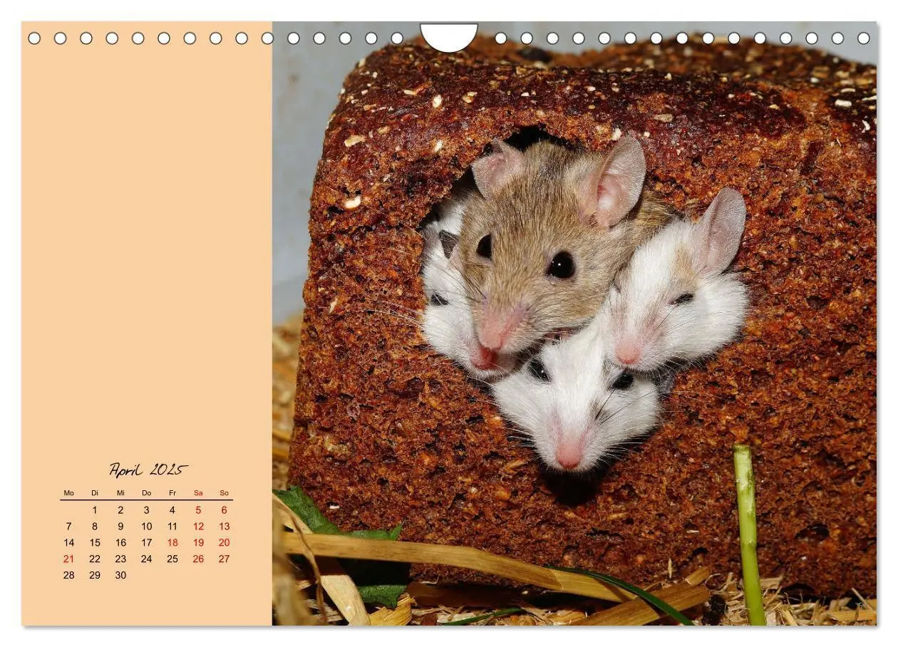 Bild: 9783435338900 | Mausige Zeiten! Putzige Gesellen mit Knopfaugen (Wandkalender 2025...