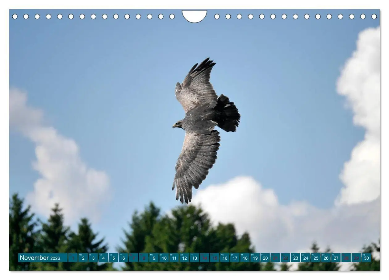 Bild: 9783457939000 | Weltvogelpark Walsrode - Die Vielfalt der Vogelarten (Wandkalender...