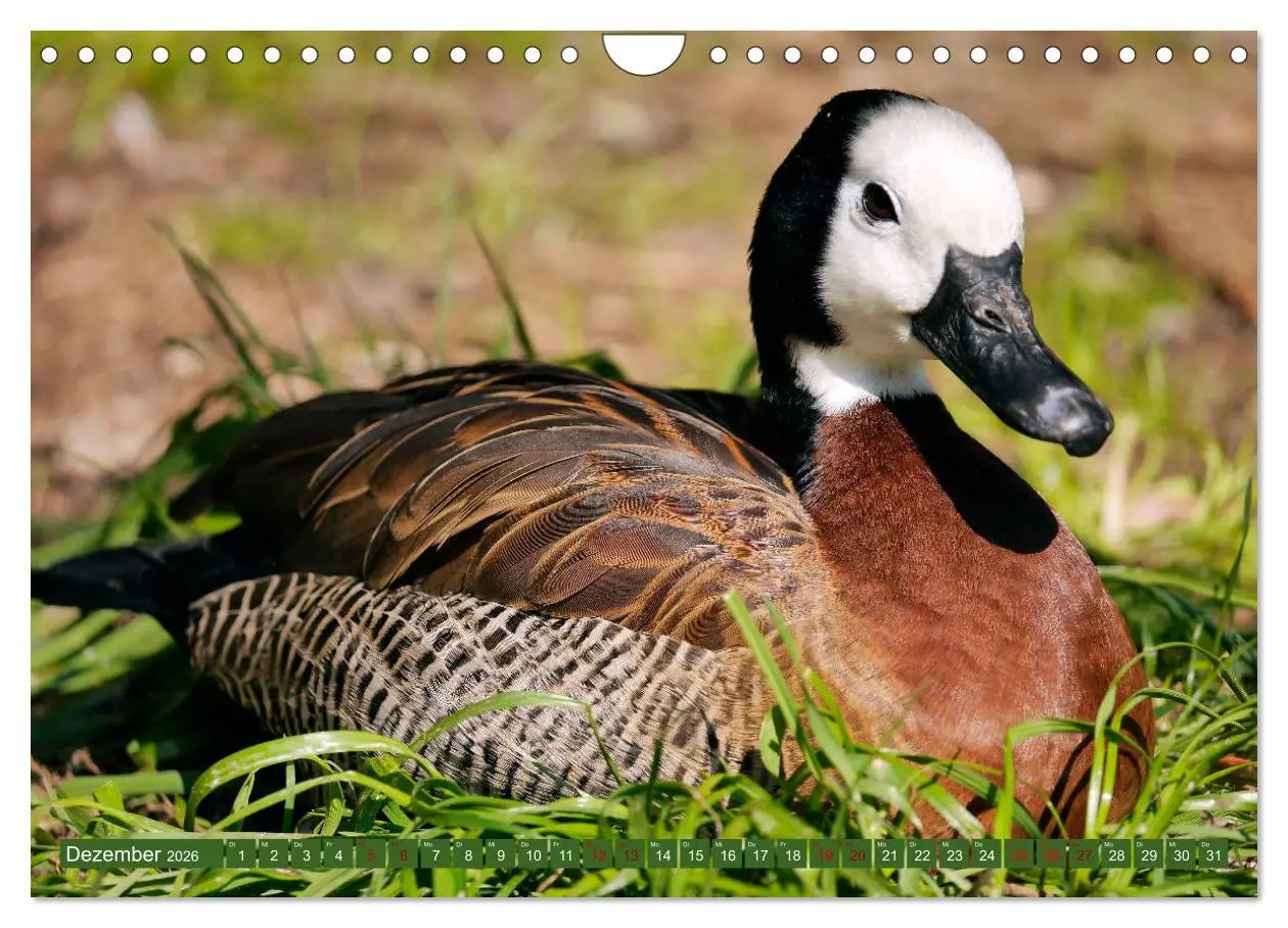 Bild: 9783457939000 | Weltvogelpark Walsrode - Die Vielfalt der Vogelarten (Wandkalender...
