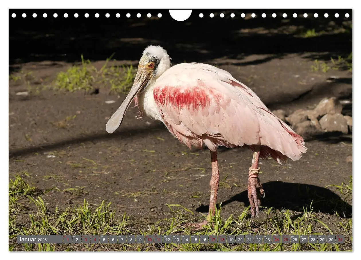 Bild: 9783457939000 | Weltvogelpark Walsrode - Die Vielfalt der Vogelarten (Wandkalender...