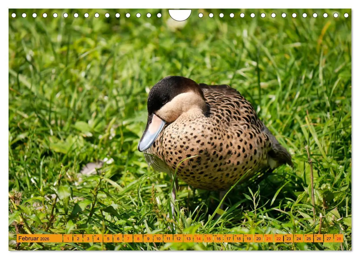 Bild: 9783457939000 | Weltvogelpark Walsrode - Die Vielfalt der Vogelarten (Wandkalender...