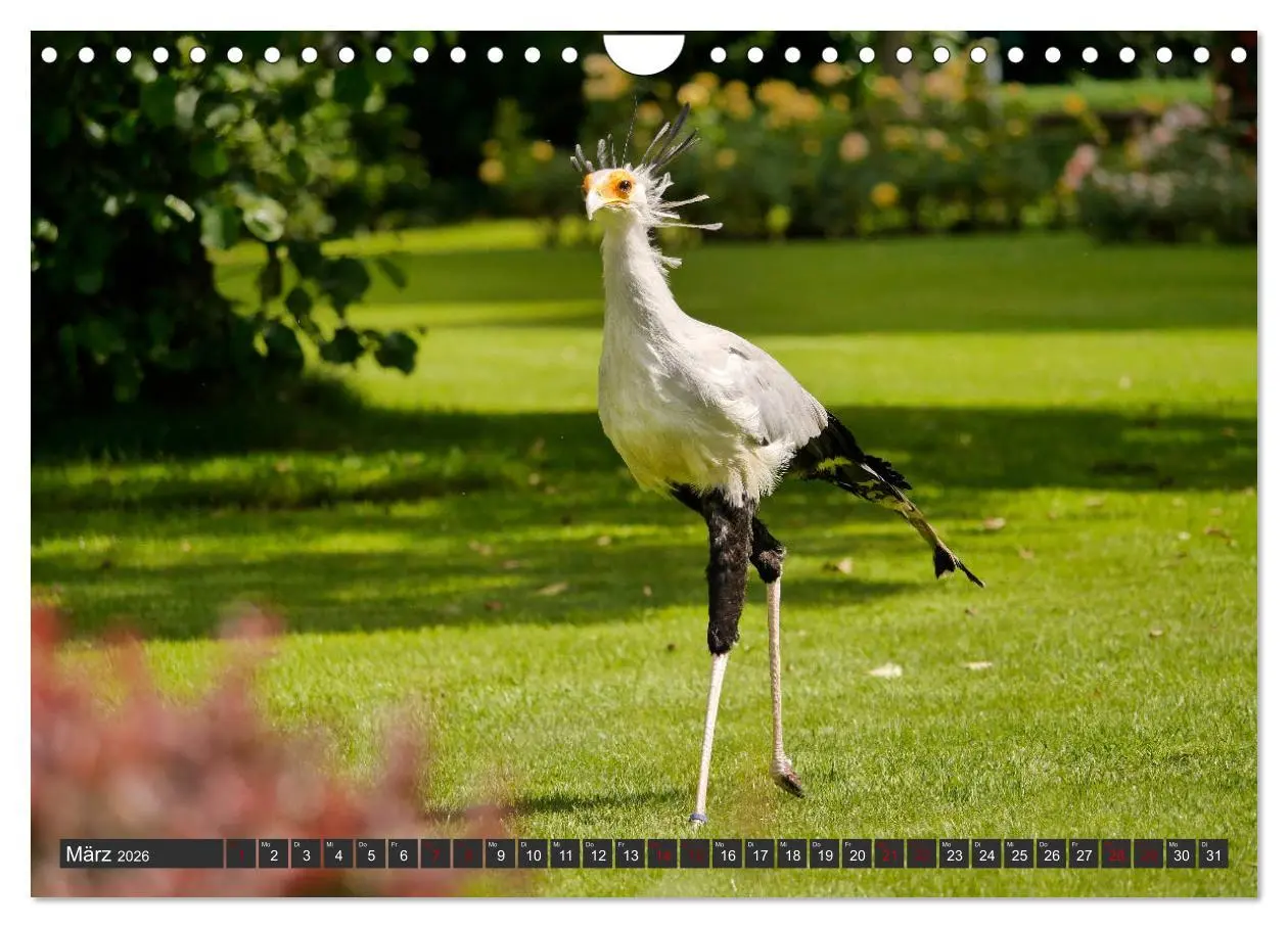 Bild: 9783457939000 | Weltvogelpark Walsrode - Die Vielfalt der Vogelarten (Wandkalender...