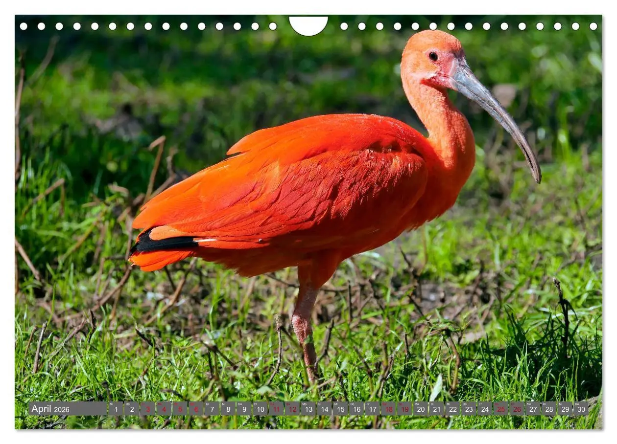 Bild: 9783457939000 | Weltvogelpark Walsrode - Die Vielfalt der Vogelarten (Wandkalender...