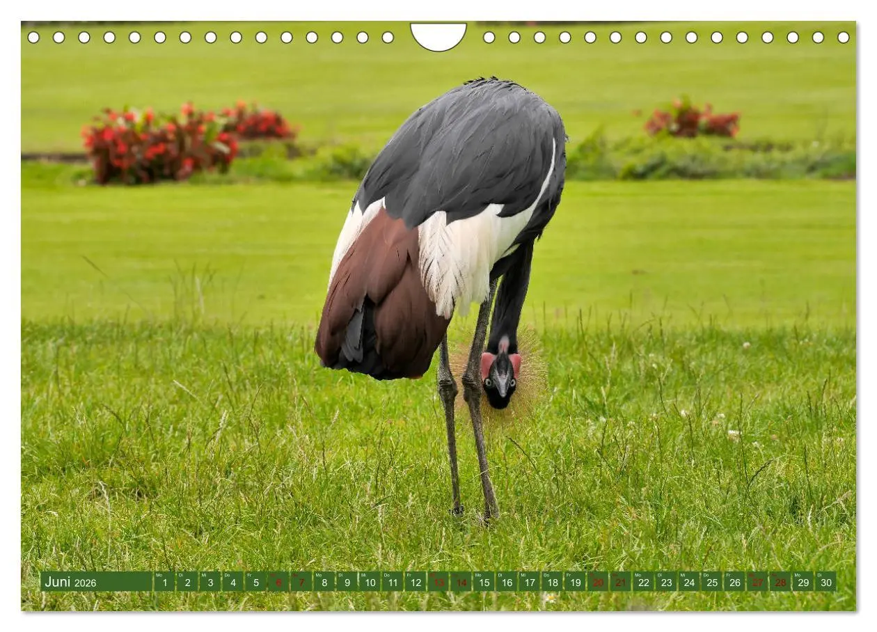 Bild: 9783457939000 | Weltvogelpark Walsrode - Die Vielfalt der Vogelarten (Wandkalender...