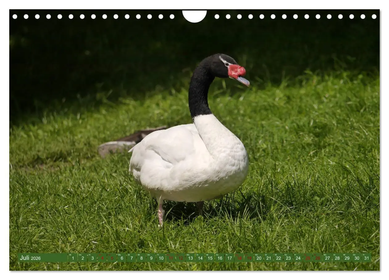Bild: 9783457939000 | Weltvogelpark Walsrode - Die Vielfalt der Vogelarten (Wandkalender...