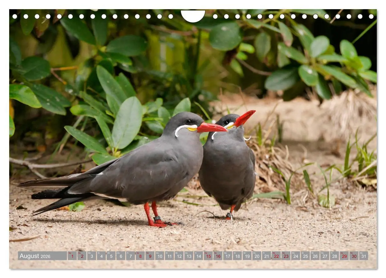 Bild: 9783457939000 | Weltvogelpark Walsrode - Die Vielfalt der Vogelarten (Wandkalender...