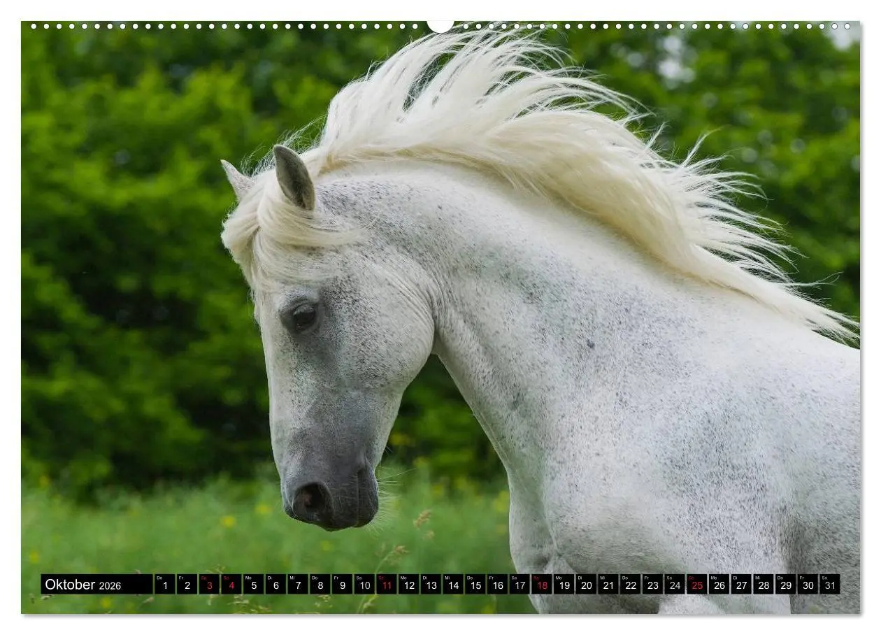 Bild: 9783516029000 | Traumpferd Lipizzaner (hochwertiger Premium Wandkalender 2026 DIN...