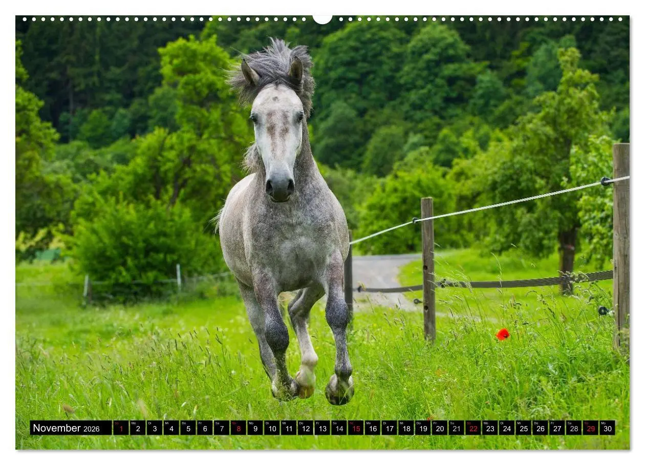 Bild: 9783516029000 | Traumpferd Lipizzaner (hochwertiger Premium Wandkalender 2026 DIN...