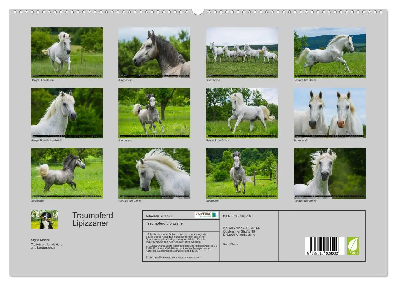 Bild: 9783516029000 | Traumpferd Lipizzaner (hochwertiger Premium Wandkalender 2026 DIN...