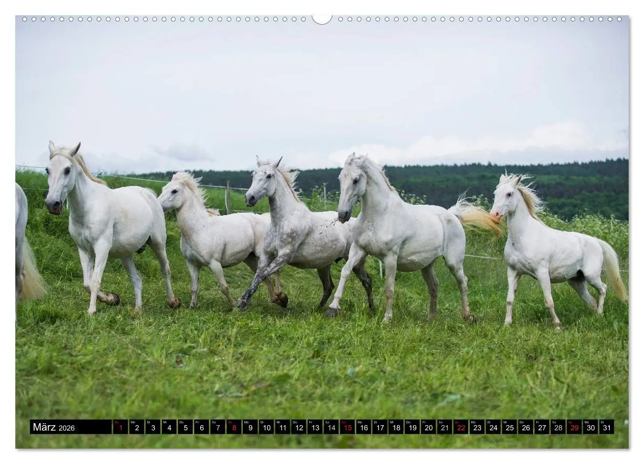 Bild: 9783516029000 | Traumpferd Lipizzaner (hochwertiger Premium Wandkalender 2026 DIN...