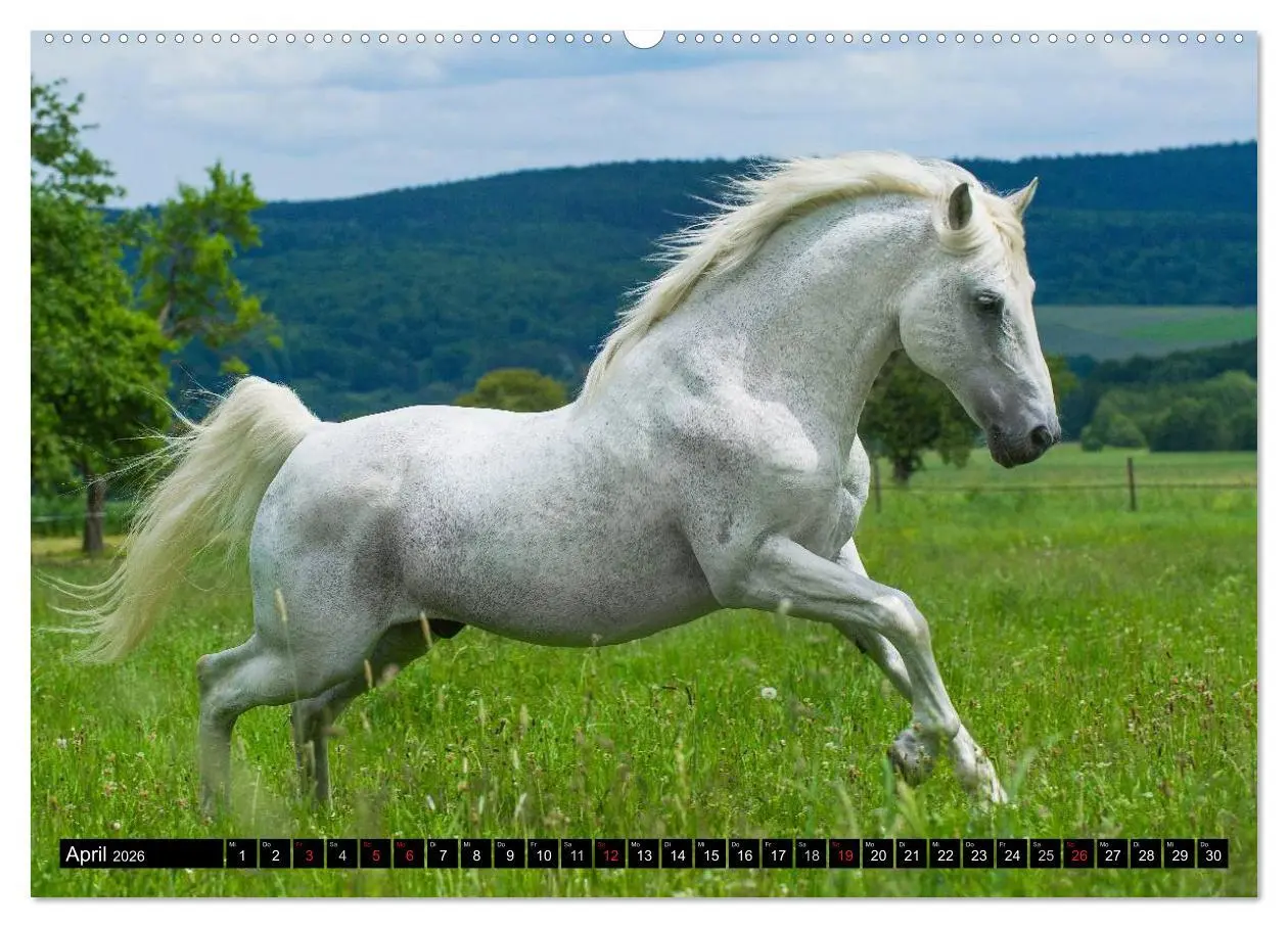 Bild: 9783516029000 | Traumpferd Lipizzaner (hochwertiger Premium Wandkalender 2026 DIN...