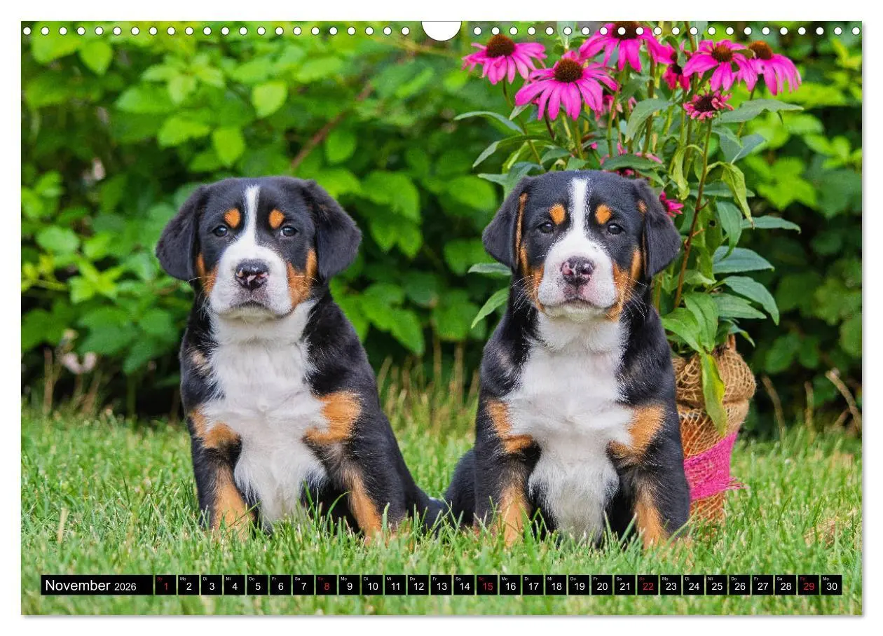 Bild: 9783457779200 | Ein Hund zum Verlieben - Großer Schweizer Sennenhund (Wandkalender...