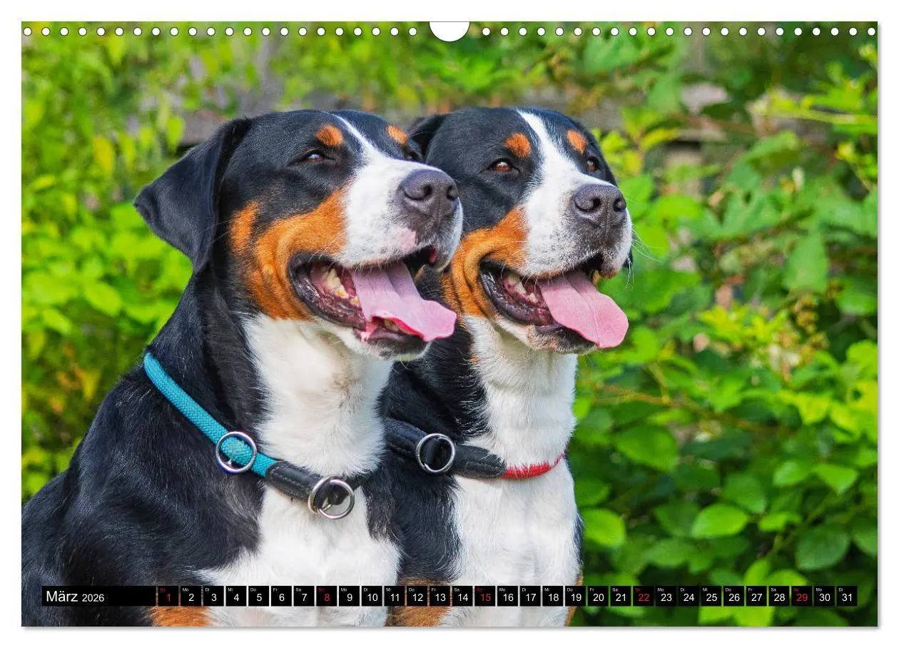Bild: 9783457779200 | Ein Hund zum Verlieben - Großer Schweizer Sennenhund (Wandkalender...