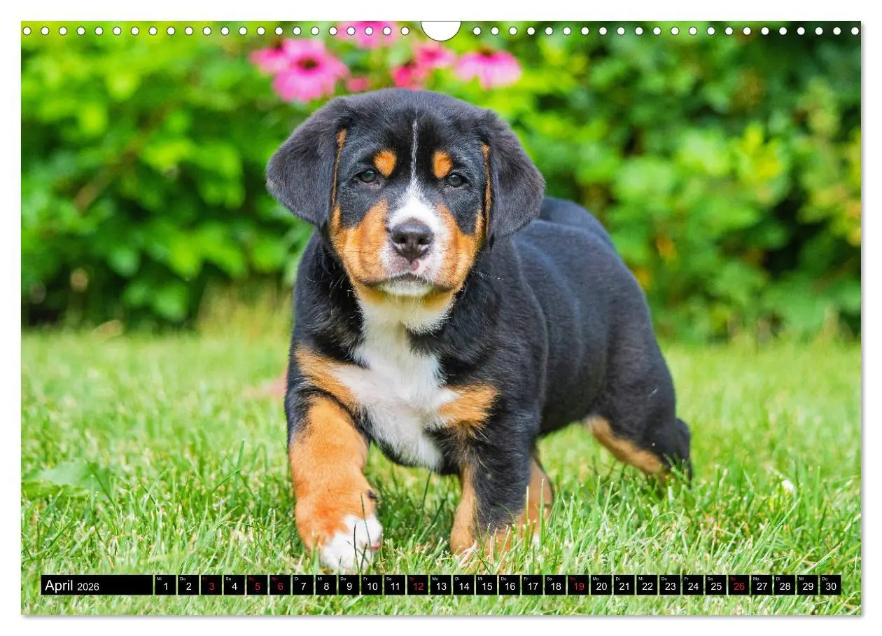 Bild: 9783457779200 | Ein Hund zum Verlieben - Großer Schweizer Sennenhund (Wandkalender...