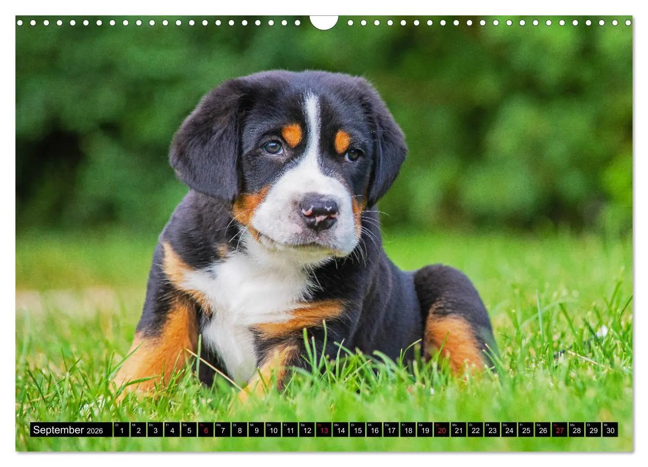 Bild: 9783457779200 | Ein Hund zum Verlieben - Großer Schweizer Sennenhund (Wandkalender...
