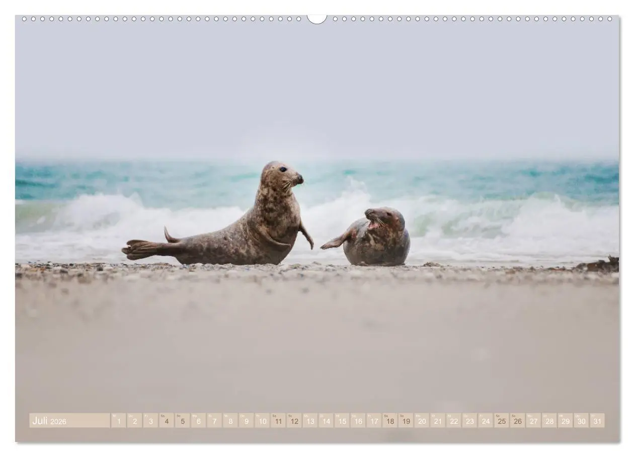 Bild: 9783457699300 | Kegelrobben - Die Kegelrobben von Helgoland (hochwertiger Premium...