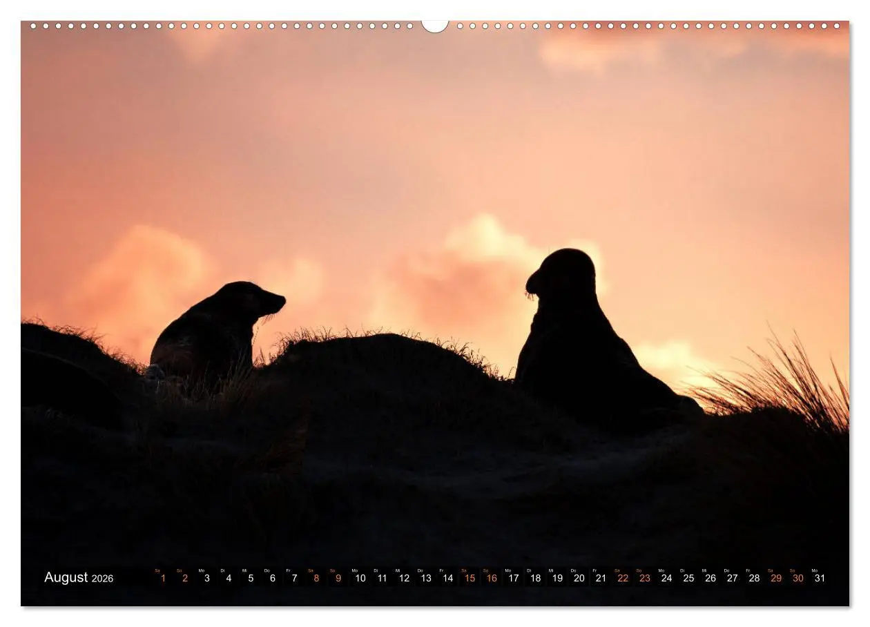 Bild: 9783457699300 | Kegelrobben - Die Kegelrobben von Helgoland (hochwertiger Premium...