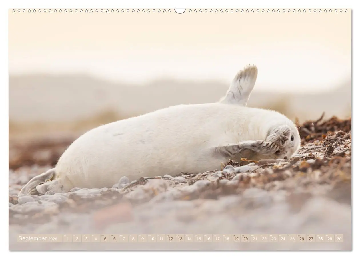 Bild: 9783457699300 | Kegelrobben - Die Kegelrobben von Helgoland (hochwertiger Premium...