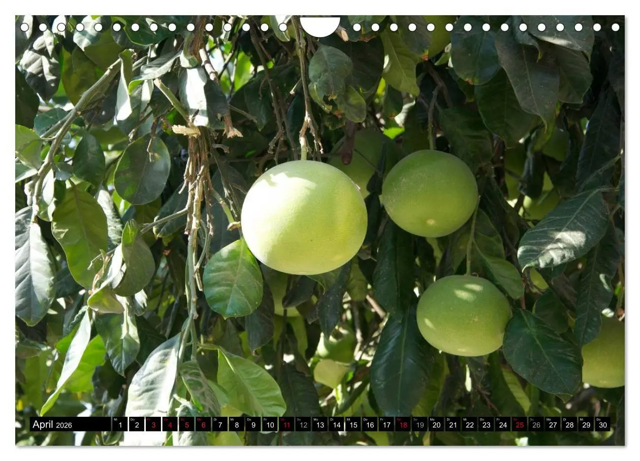 Bild: 9783516239300 | Israel Heute (Wandkalender 2026 DIN A4 quer), CALVENDO Monatskalender