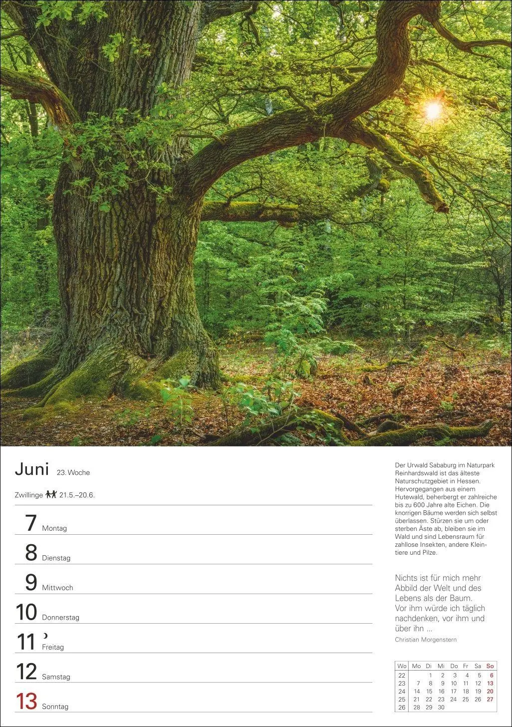 Bild: 9783840039300 | Bäume Wochenplaner 2027 - 53 stimmungsvolle Fotografien | Kalender
