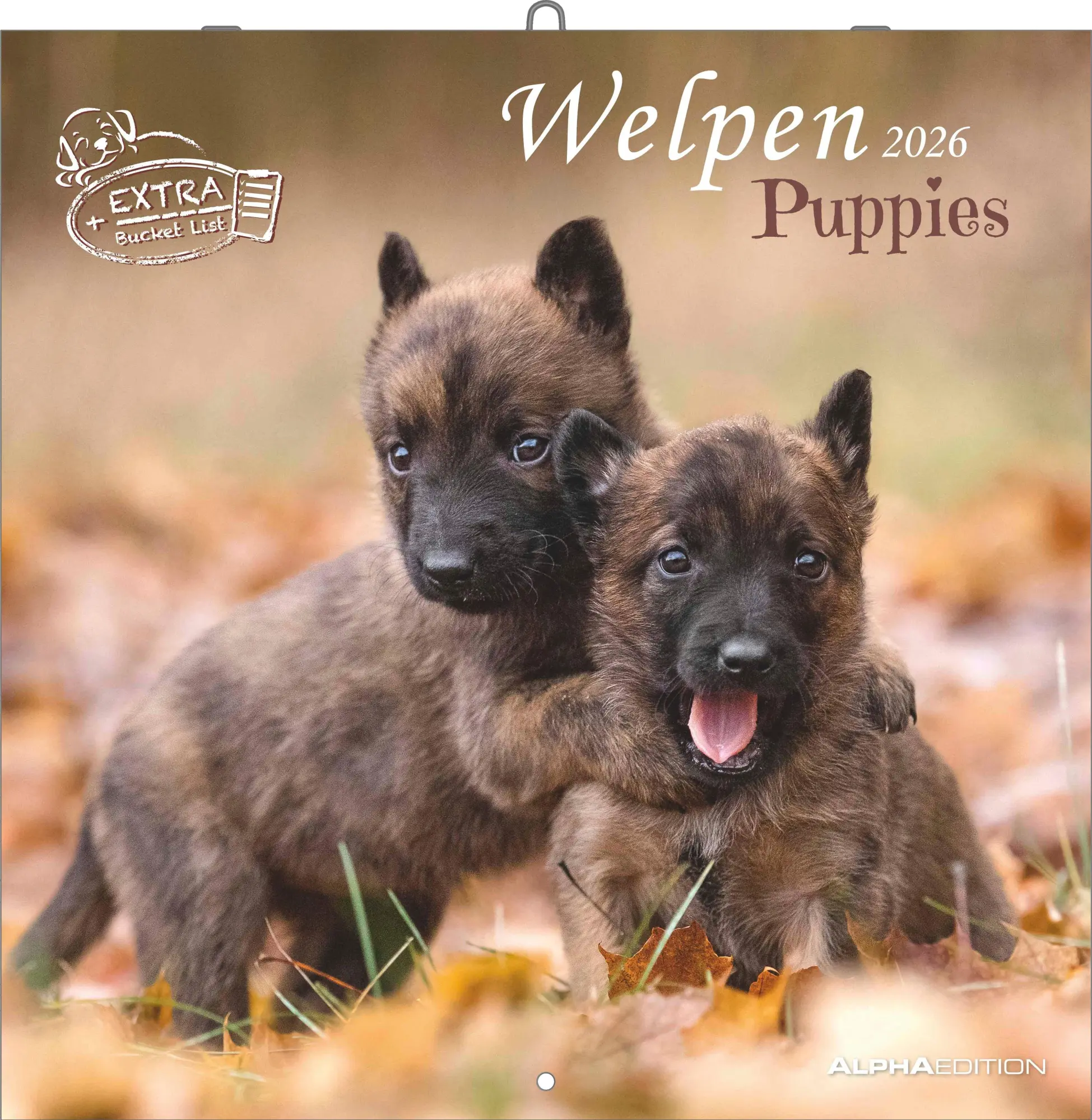 Cover: 4069095009400 | Welpen 2026 - Broschürenkalender 30x30 cm (30x60 geöffnet) -...