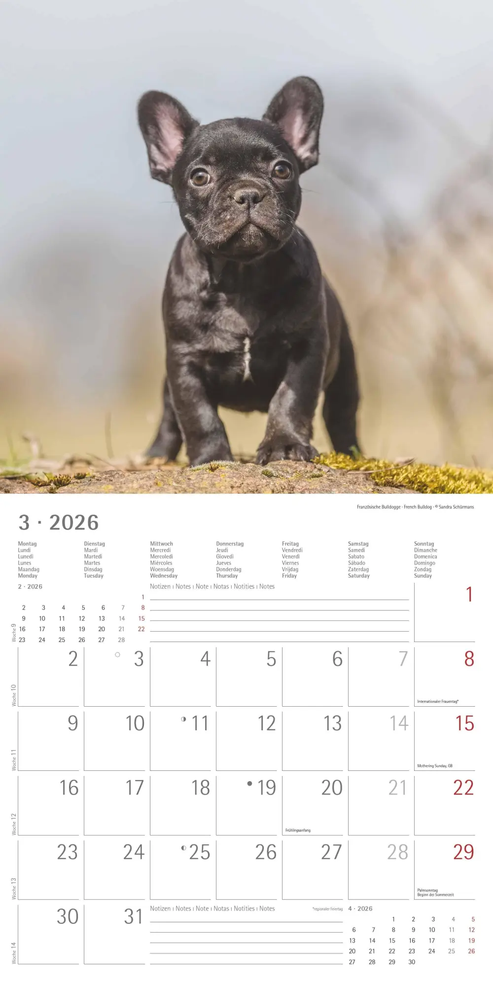 Bild: 4069095009400 | Welpen 2026 - Broschürenkalender 30x30 cm (30x60 geöffnet) -...
