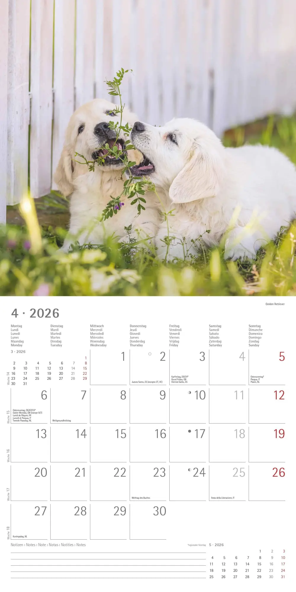 Bild: 4069095009400 | Welpen 2026 - Broschürenkalender 30x30 cm (30x60 geöffnet) -...