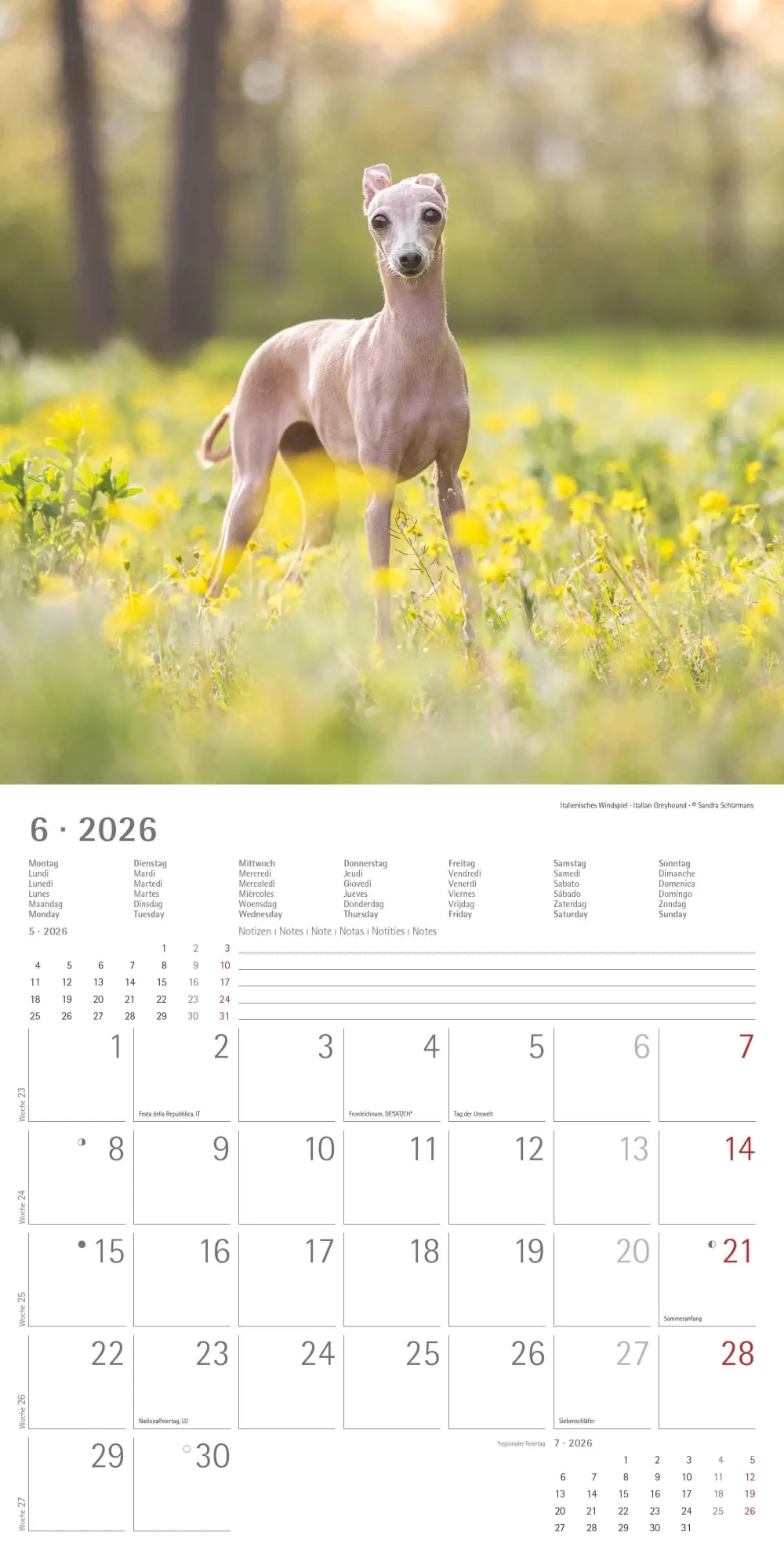 Bild: 4069095009400 | Welpen 2026 - Broschürenkalender 30x30 cm (30x60 geöffnet) -...