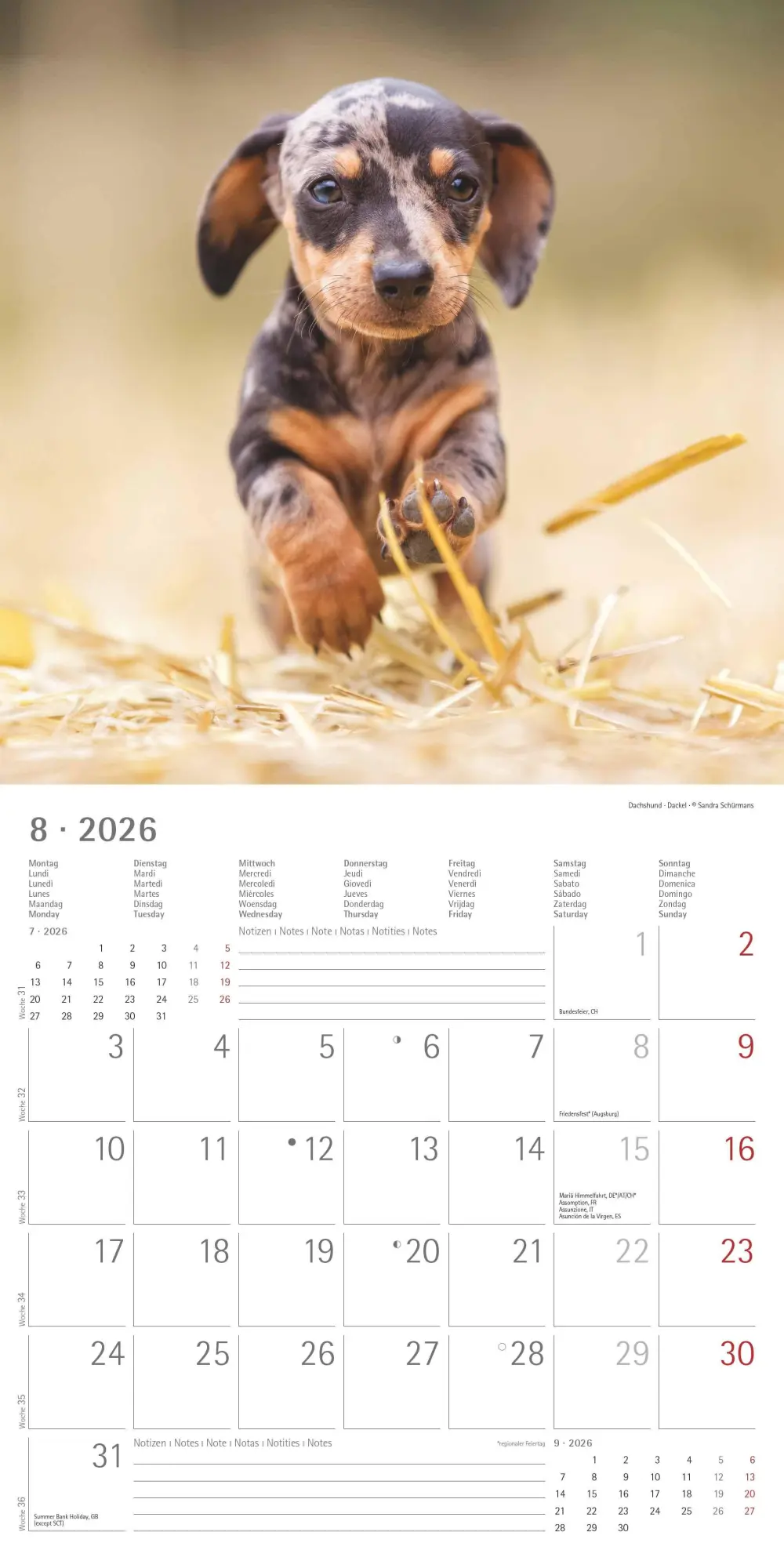 Bild: 4069095009400 | Welpen 2026 - Broschürenkalender 30x30 cm (30x60 geöffnet) -...