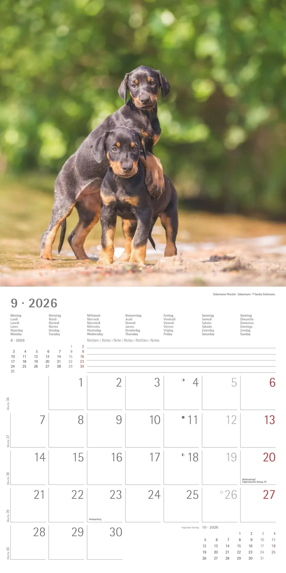 Bild: 4069095009400 | Welpen 2026 - Broschürenkalender 30x30 cm (30x60 geöffnet) -...