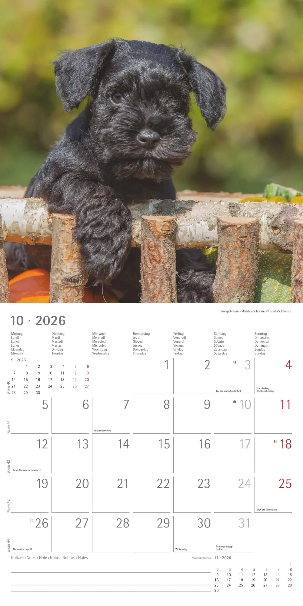 Bild: 4069095009400 | Welpen 2026 - Broschürenkalender 30x30 cm (30x60 geöffnet) -...