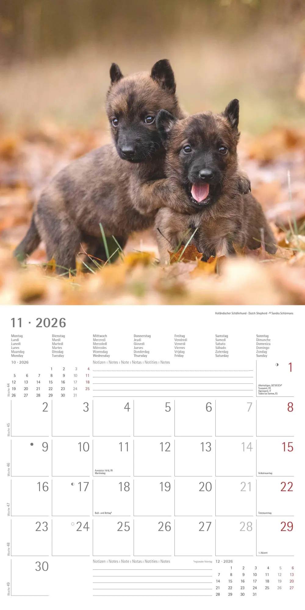 Bild: 4069095009400 | Welpen 2026 - Broschürenkalender 30x30 cm (30x60 geöffnet) -...