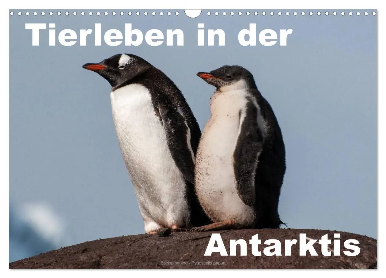 Cover: 9783516159400 | Tierleben in der Antarktis (Wandkalender 2026 DIN A3 quer),...