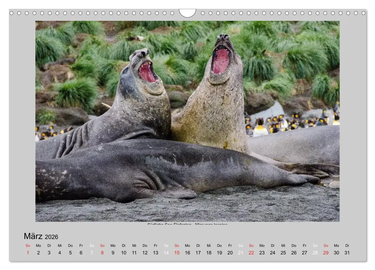 Bild: 9783516159400 | Tierleben in der Antarktis (Wandkalender 2026 DIN A3 quer),...